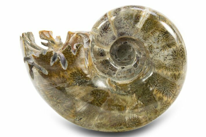 Polished, Chambered Ammonite (Argonauticeras) Fossil - Madagascar #312332